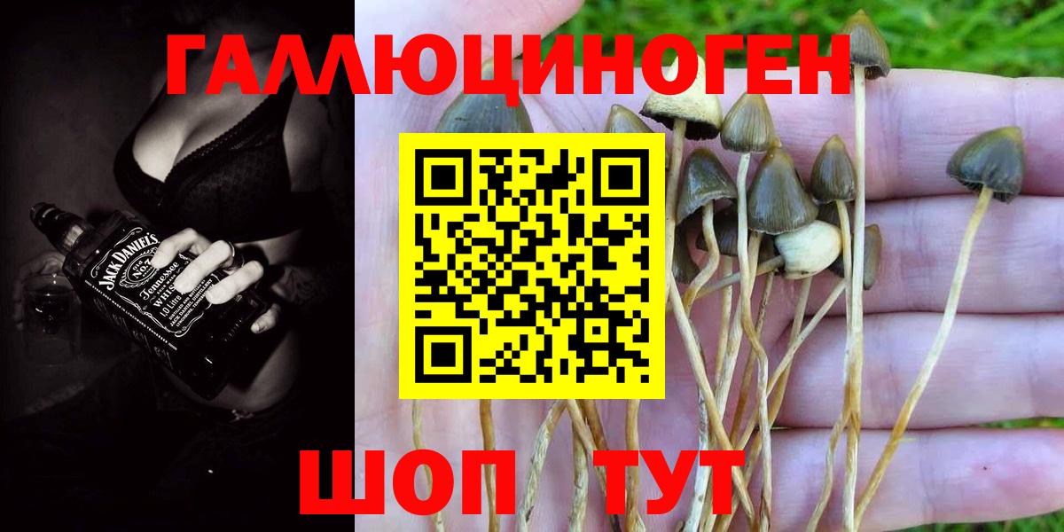 Псилоцибиновые грибы Psilocybe Новоалтайск